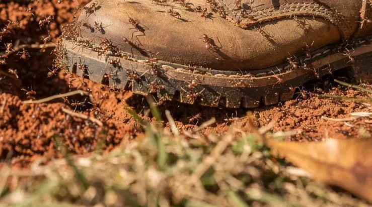 Why do fire ants swarm so quickly when disturbed